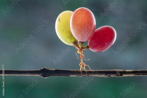 The power of weaver ant, Oecophylla lift grape fruit