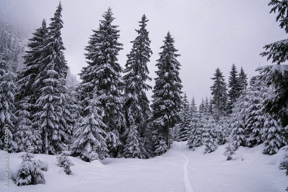 Path of freshly-fallen snow leading to a picturesque forest of trees.