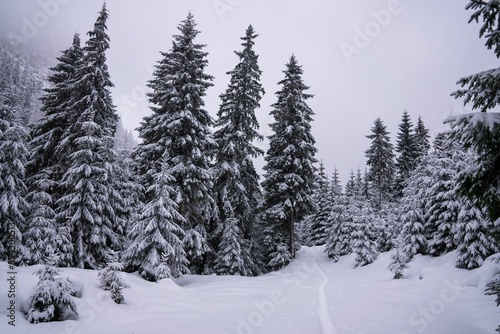 Path of freshly-fallen snow leading to a picturesque forest of trees. © Ionut Dragoi/Wirestock Creators