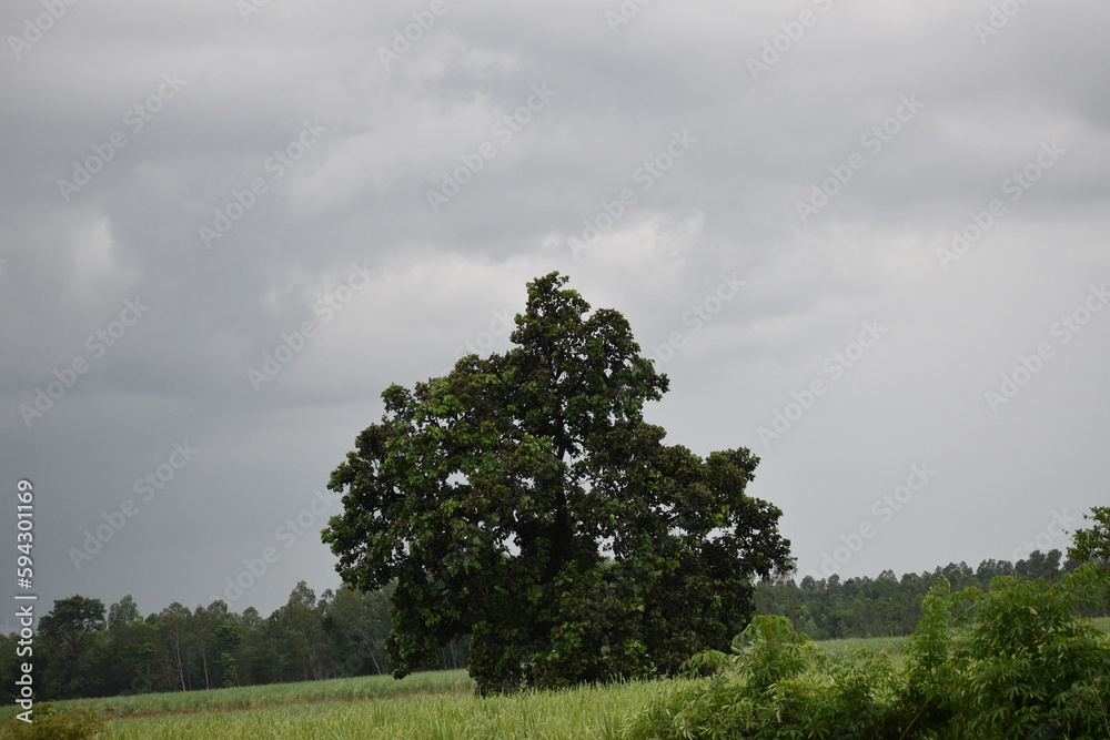 Fototapeta premium tree in the field