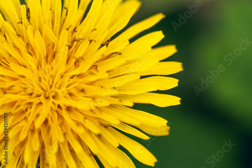 close up of dandelion