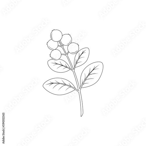 Cranberry isolated on white background. Hand drawn vector illustration. 