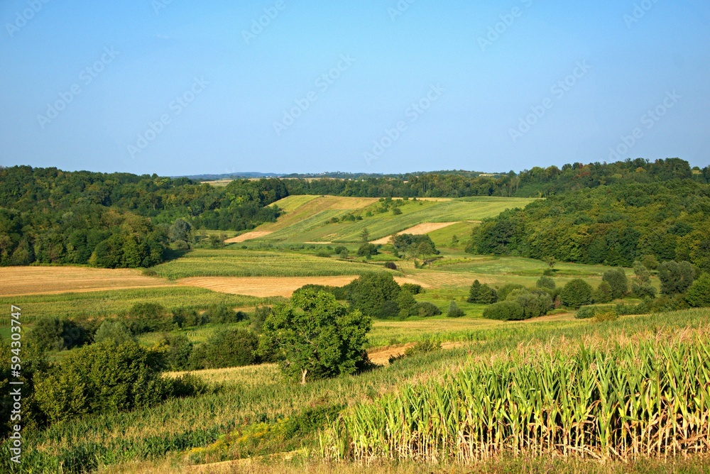 field of crops and corn on a hill in the countryside