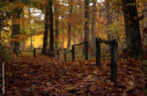 Outdoor scene featuring a wooden fence located in a wooded area with golden leaves
