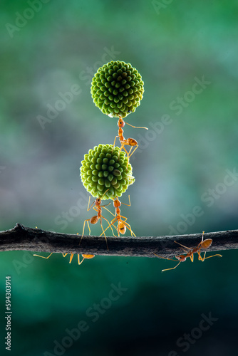 The power of weaver ant,Oecophylla lift Leucaena glauca flower
