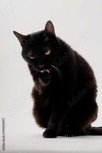 black cat paw-licking on white background