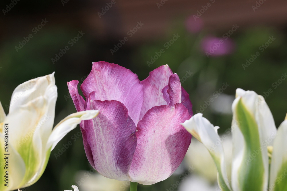 Fototapeta premium 花