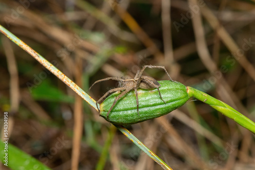 Crowned Nursery-web Spider (Rothus sp)