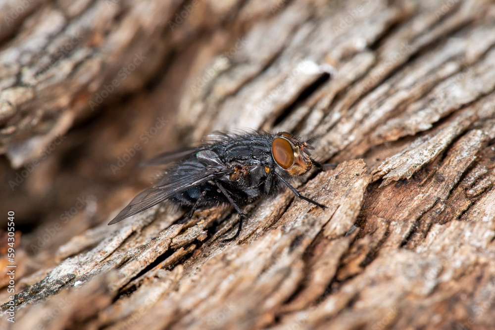 A black blow fly (calliphora vicina) at rest on rotten and dry wood. A black blow fly (calliphora vicina) at rest on rotten and dry wood.