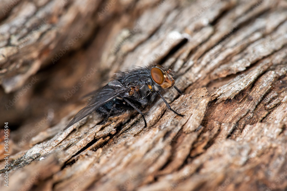 A black blow fly (calliphora vicina) about to take off from rotten and decaying wood A black blow fly (calliphora vicina) about to take off from rotten and decaying wood