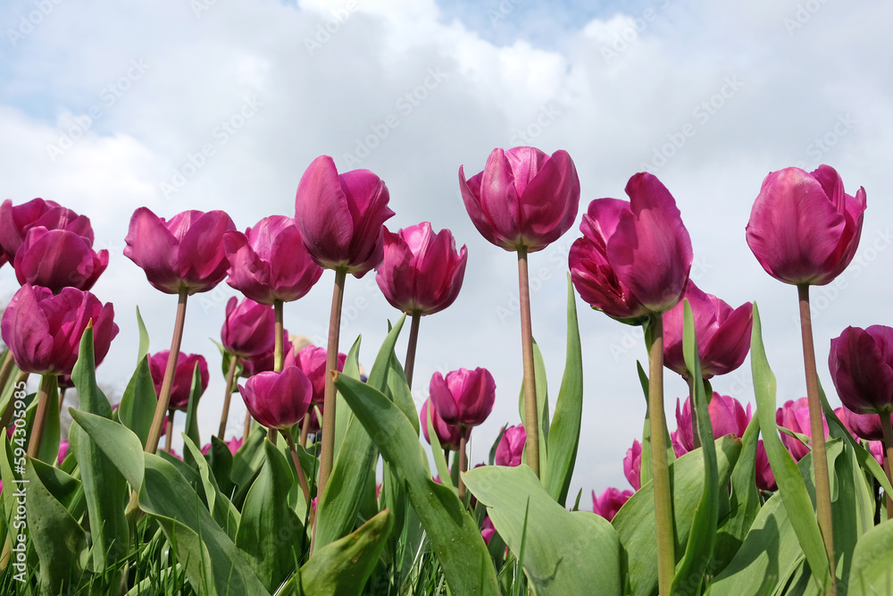 Fototapeta premium Triumph Tulip 'Negrita' in flower.