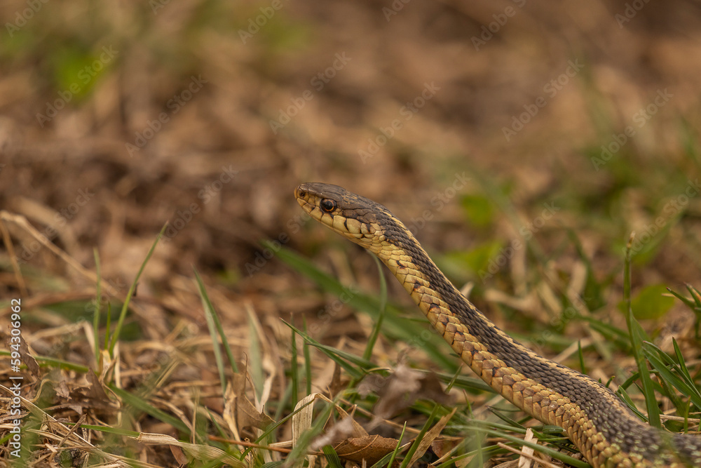 Ribbon Snake pauses while slithering through the grass Ribbon Snake pauses while slithering through the grass
