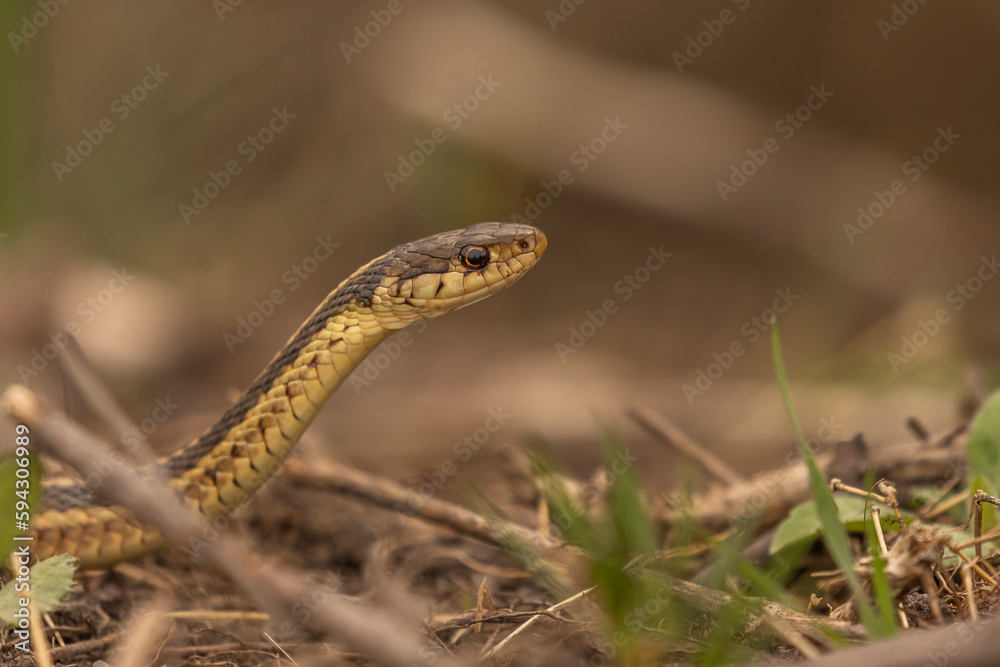 Ribbon Snake pauses while slithering through the grass Ribbon Snake pauses while slithering through the grass