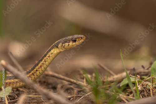 Ribbon Snake pauses while slithering through the grass