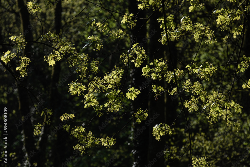 Fototapeta premium Premières feuilles