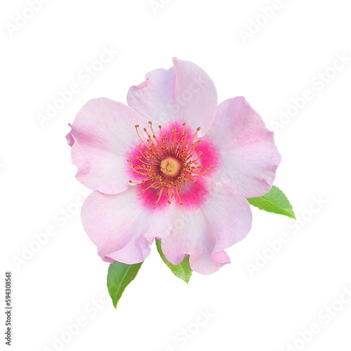 pink wild rose isolated  .png file 