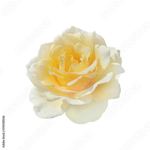 yellow rose isolated (.png file)