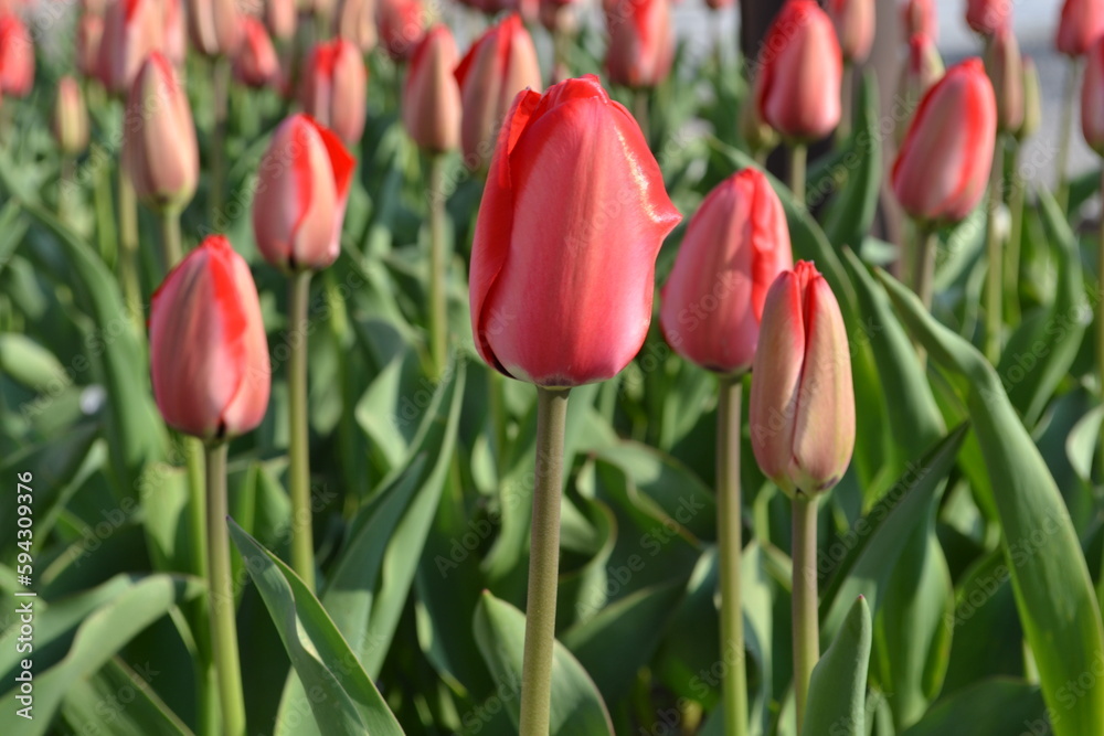 red tulips
The tulips in spring very colorful flowers. red tulips
The tulips in spring very colorful flowers.