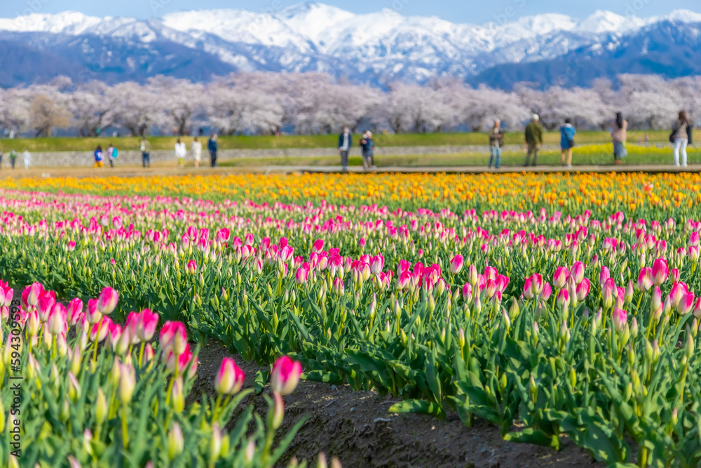 Funakawa Beri in Asahi Town, Toyama Prefecture, which is popular for seeing the Funakawa Beri in Asahi Town, Toyama Prefecture, which is popular for seeing the