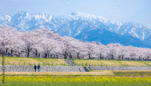 Funakawa Beri in Asahi Town  Toyama Prefecture  which is popular for seeing the  spring quartet  of cherry blossoms  tulips  rape blossoms  and snowy mountains.