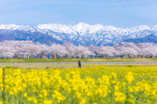 Funakawa Beri in Asahi Town, Toyama Prefecture, which is popular for seeing the 