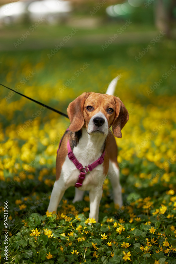  Close-up portrait of a Beagle dog. The concept of love for animals. Young dog in nature. Puppy on the background of green grass and yellow flowers 