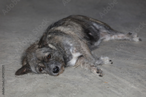 The gray dog rest because sick on cement floor © pumppump