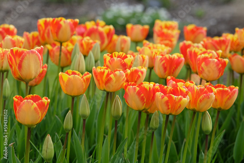 Darwin hybrid Tulip 'Banja Luka'  in flower. photo