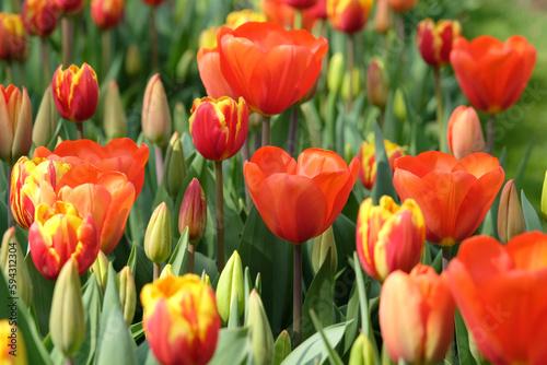 Triumph Tulip 'Walsrode' in flower.