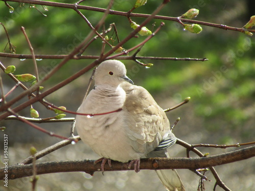 dove on branch