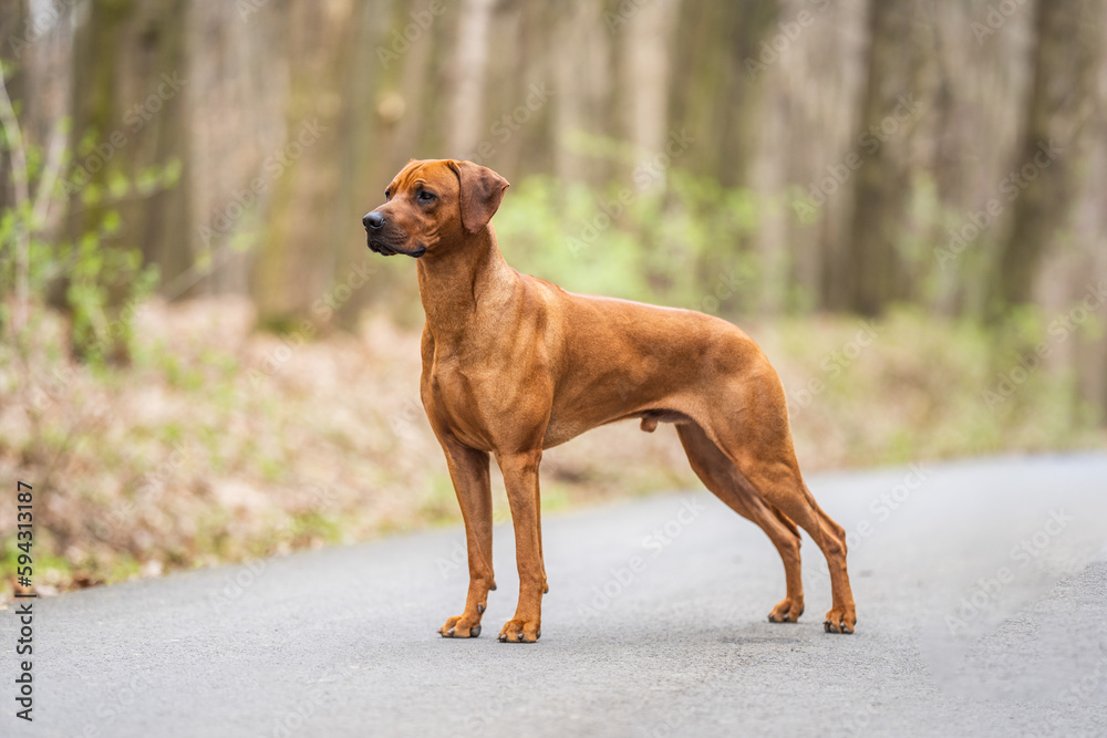 Foto Rhodesian ridgeback show dog stand pose