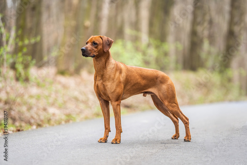 Rhodesian ridgeback show dog stand pose