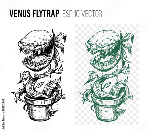 Venus flytrap sketch illustration. Vector outline on transparent background. Great for t-short print photo
