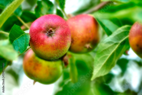 An apple per day keeps the doctor away. Apple-picking has never looked so enticing - a really healthy and tempting treat..