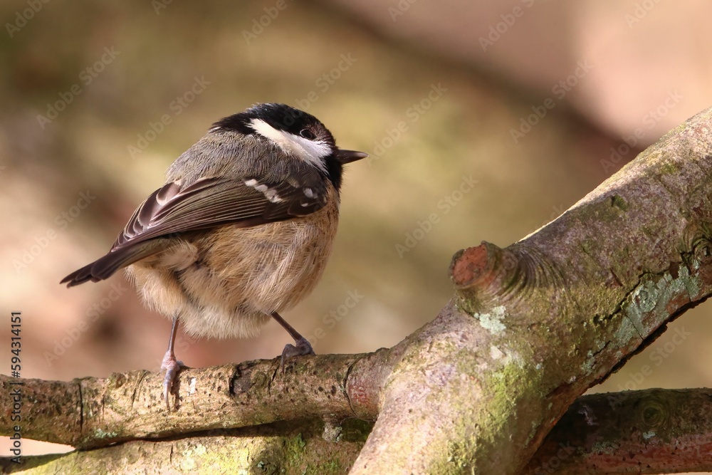Obraz premium Of a long-tailed tit perched on a tree branch in an outdoor setting