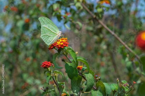 Schmetterling sitzt auf Blumen in Guatemala