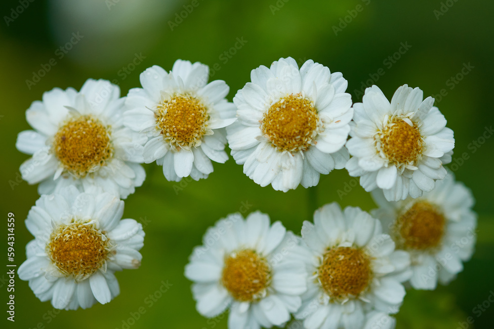 Obraz premium Mutterkraut (Tanacetum parthenium) 