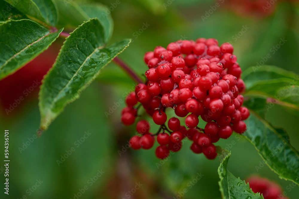 Roter Holunder (Sambucus racemosa) Roter Holunder (Sambucus racemosa)