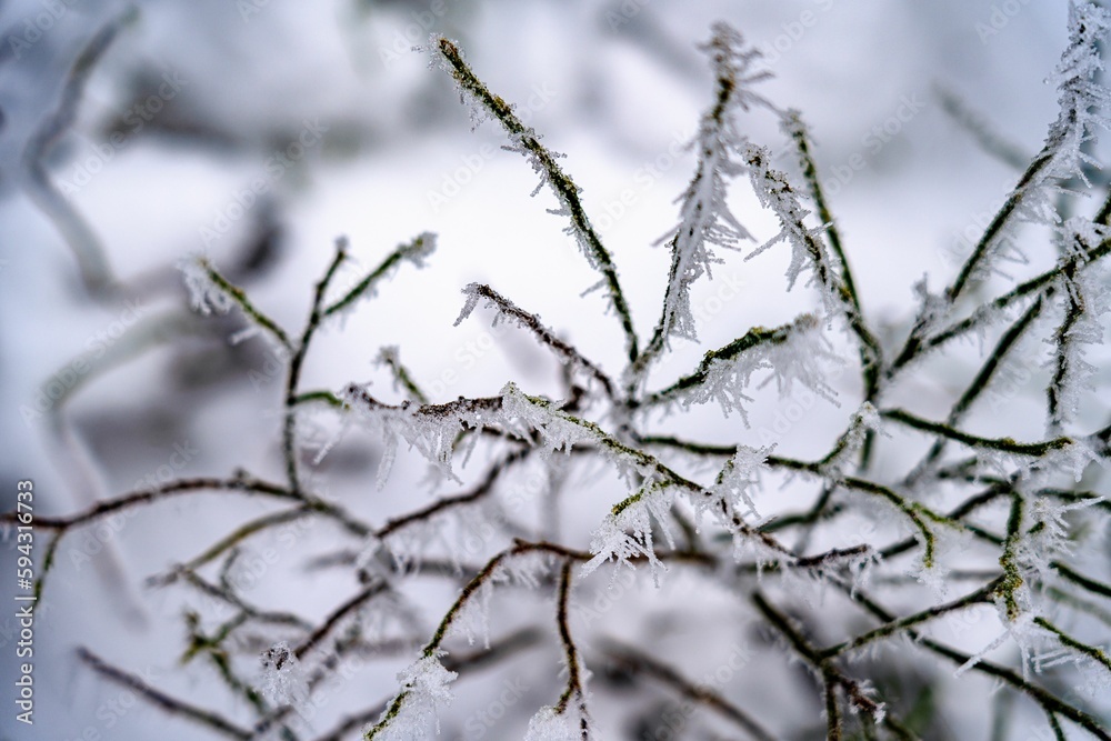 a frosty branch with many icicles hanging off the branch a frosty branch with many icicles hanging off the branch