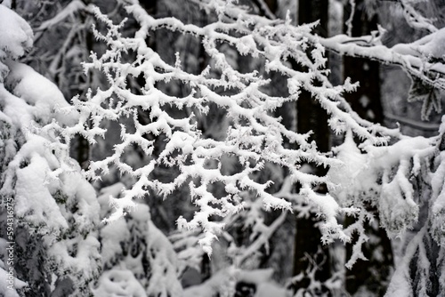 branches covered with snow are in the middle of a forest