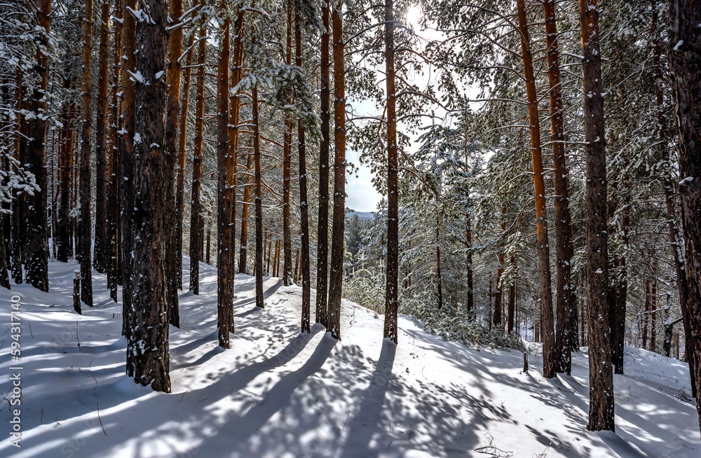 winter forest in the snow