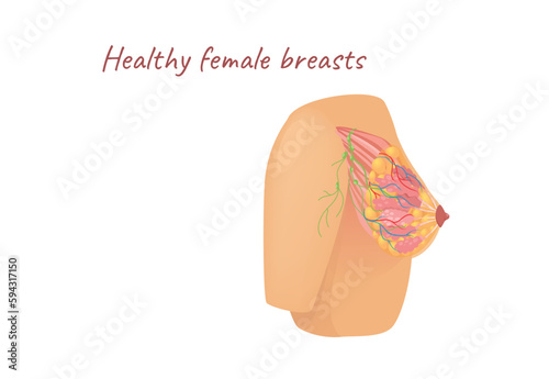 Concept Mammary glands healthy female breast. A cartoon-style illustration of the mammary glands, designed with a fun and whimsical feel. Vector illustration.