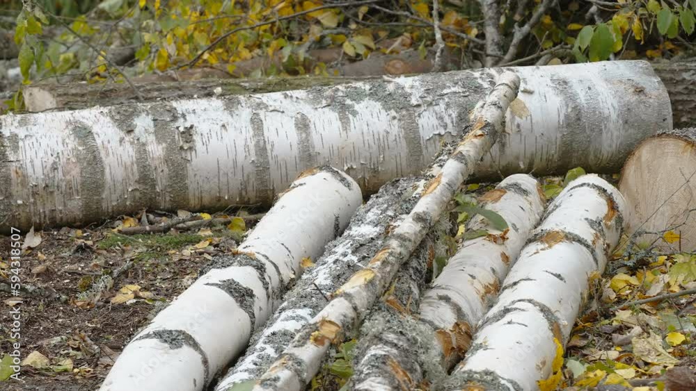Lots of logs on the ground in the forest after deforestation and the fallen leaves in Estonia Lots of logs on the ground in the forest after deforestation and the fallen leaves in Estonia
