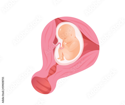 Concept Female anatomy uterus pregnancy. This illustration depicts the various stages of fetal development during pregnancy in a flat, vector style. Vector illustration.