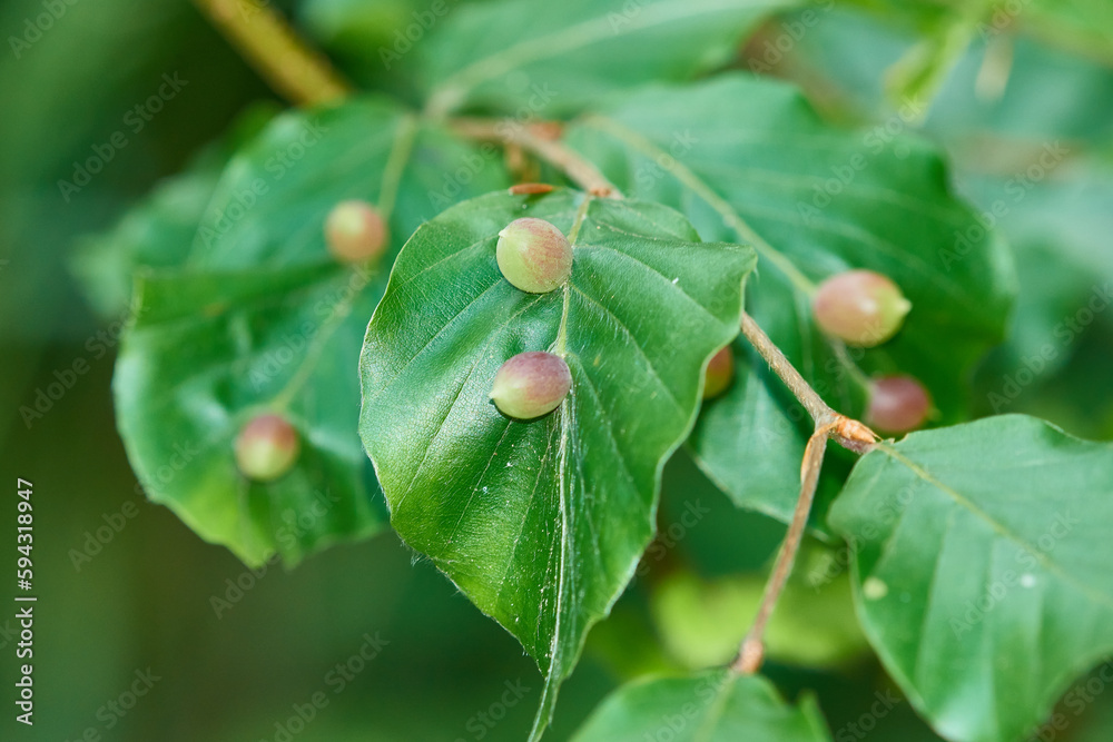 Buchengallmücke (Mikiola fagi), auch Große Buchenblattgallmücke genannt Buchengallmücke (Mikiola fagi), auch Große Buchenblattgallmücke genannt