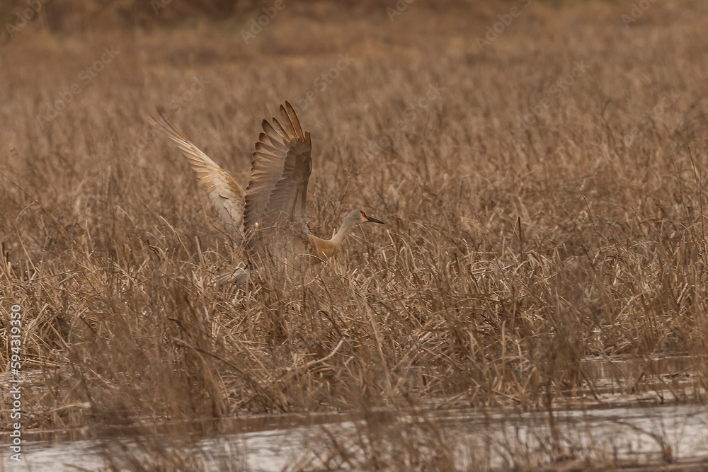 Fototapeta premium Male Sandhill Crane takes off from the marsh