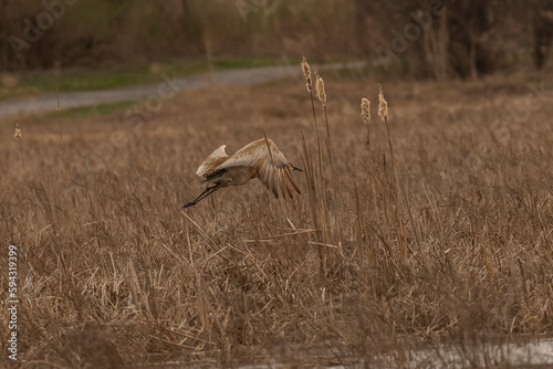 Male Sandhill Crane takes off from the marsh