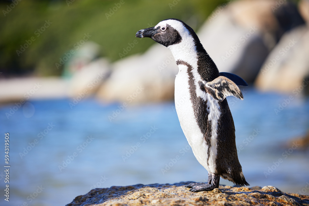 Fototapeta premium You cant look at a penguin and not be happy. a penguin at Boulders Beach in Cape Town, South Africa.