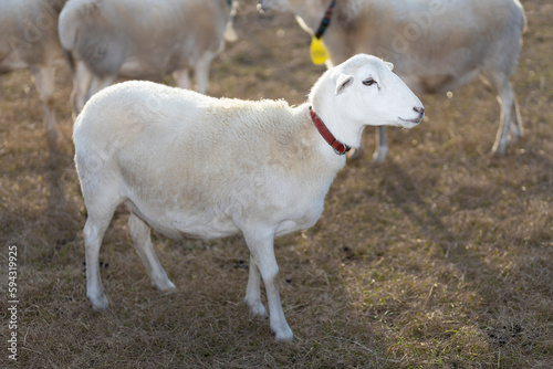 Fototapeta Naklejka Na Ścianę i Meble -  Bright Katahdin sheep ewe backlight by the sun
