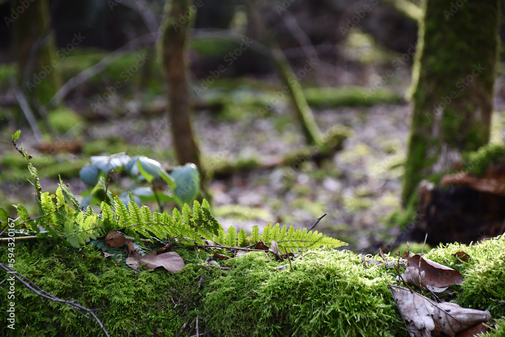 Grasses and moss in the morning sun on the forest Grasses and moss in the morning sun on the forest